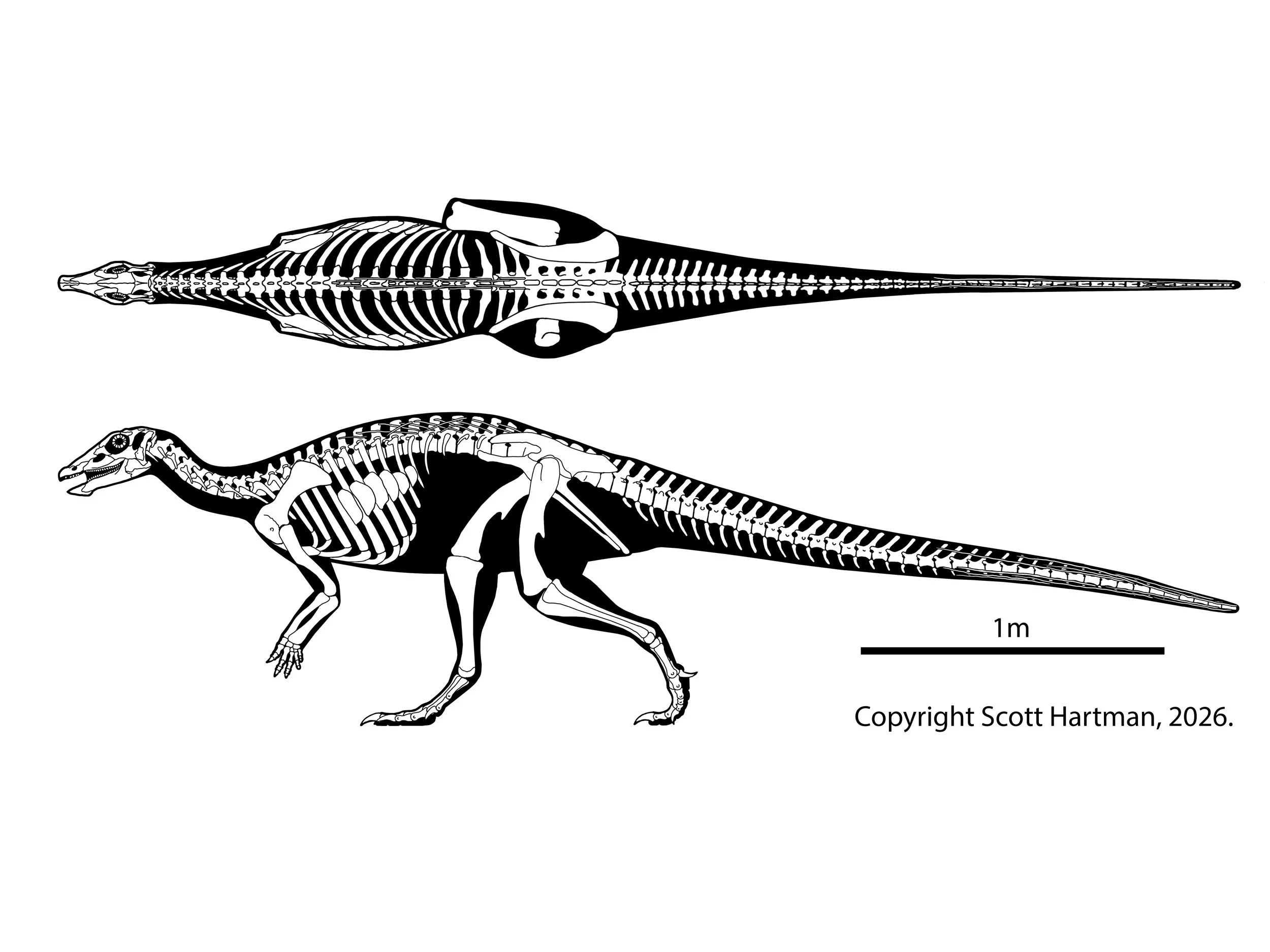 Thescelosaurus