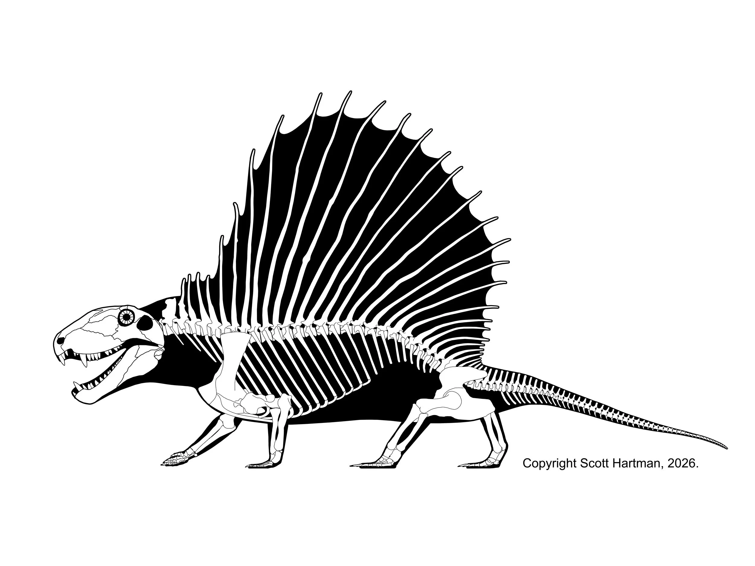 Dimetrodon grandis