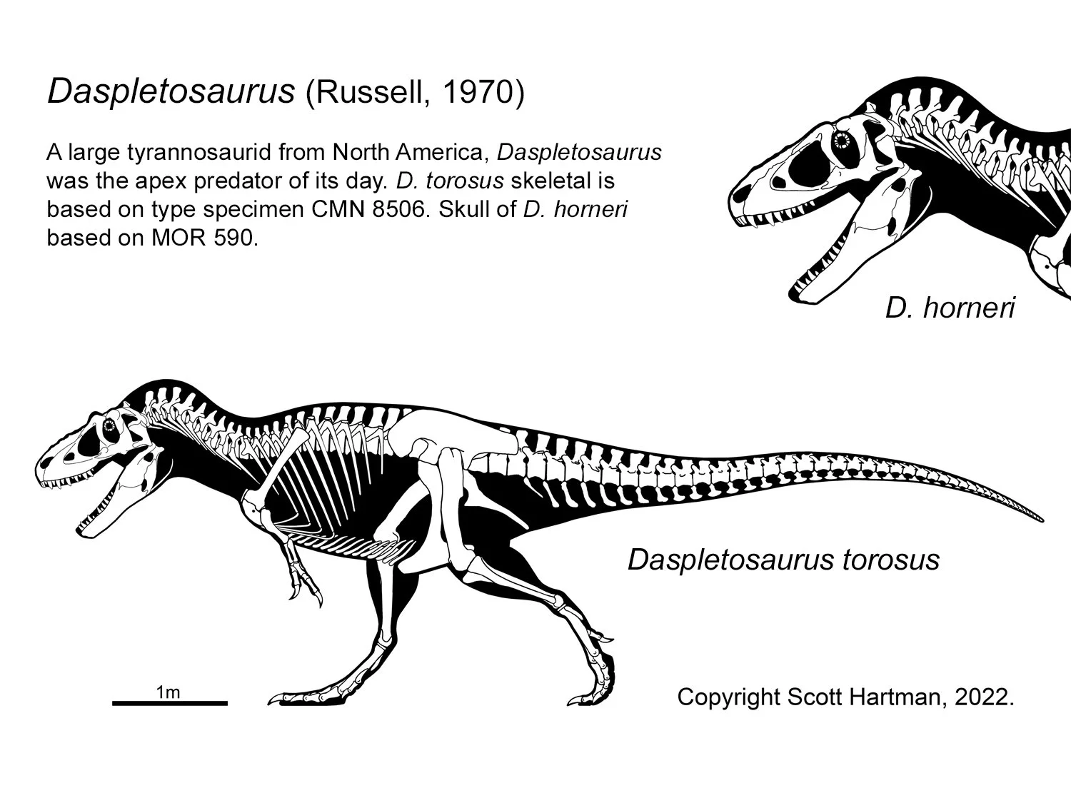 Daspletosaurus torosus.jpg