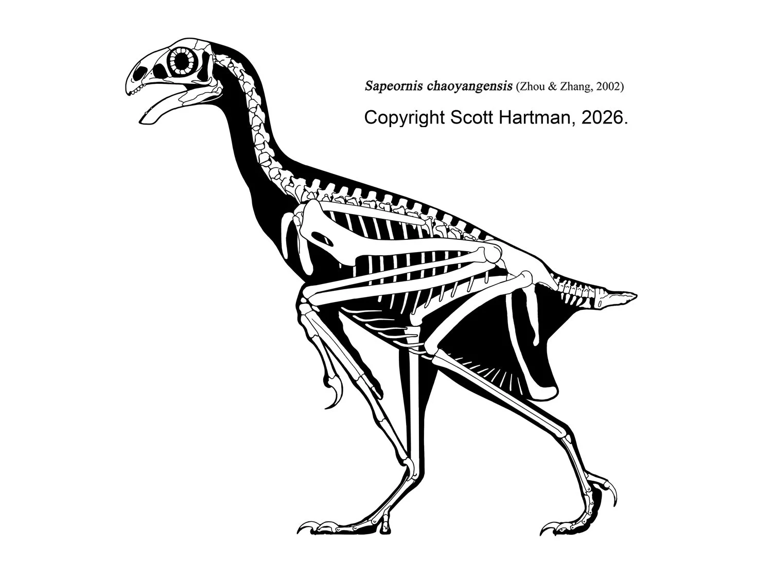 sapeornis.jpg