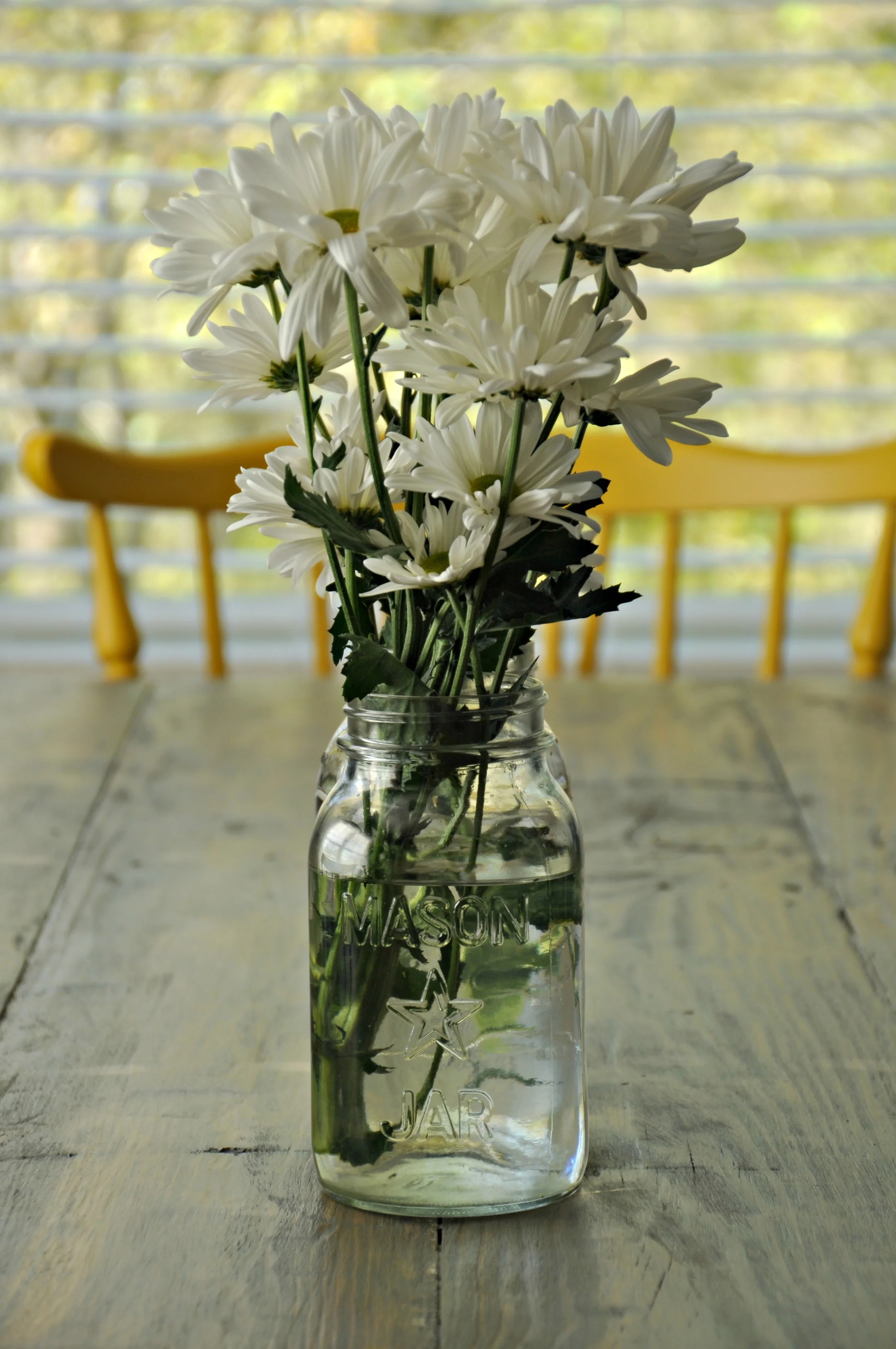 Daisies.jpg