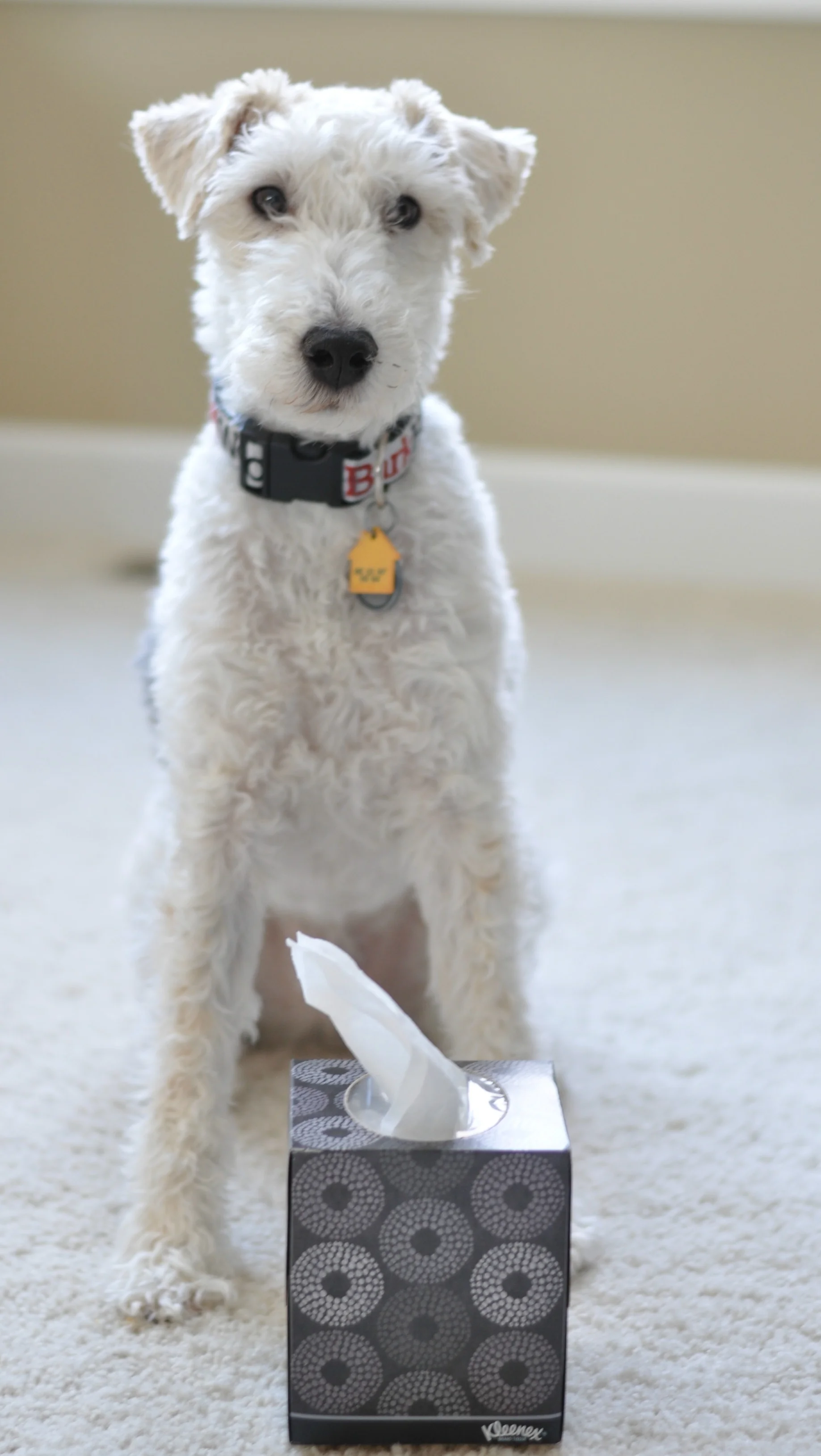 Your Nose is Running. Better Catch It. (Kleenex Style) — Decor and the Dog