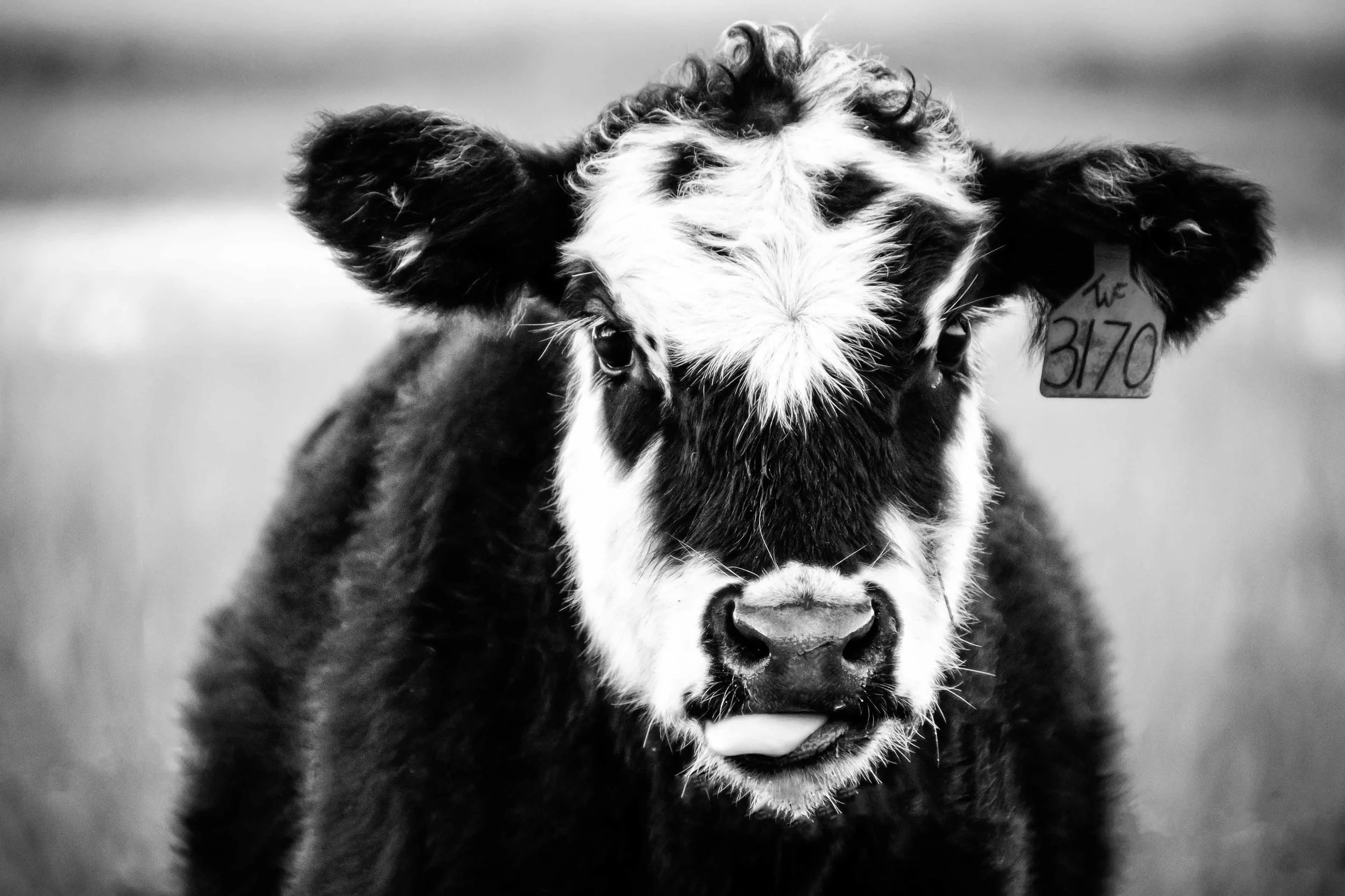 Iowa State Fair Photography Submission