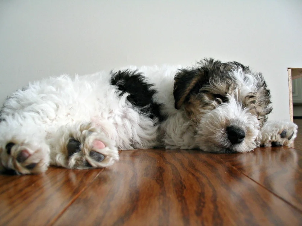 baby wire fox terrier