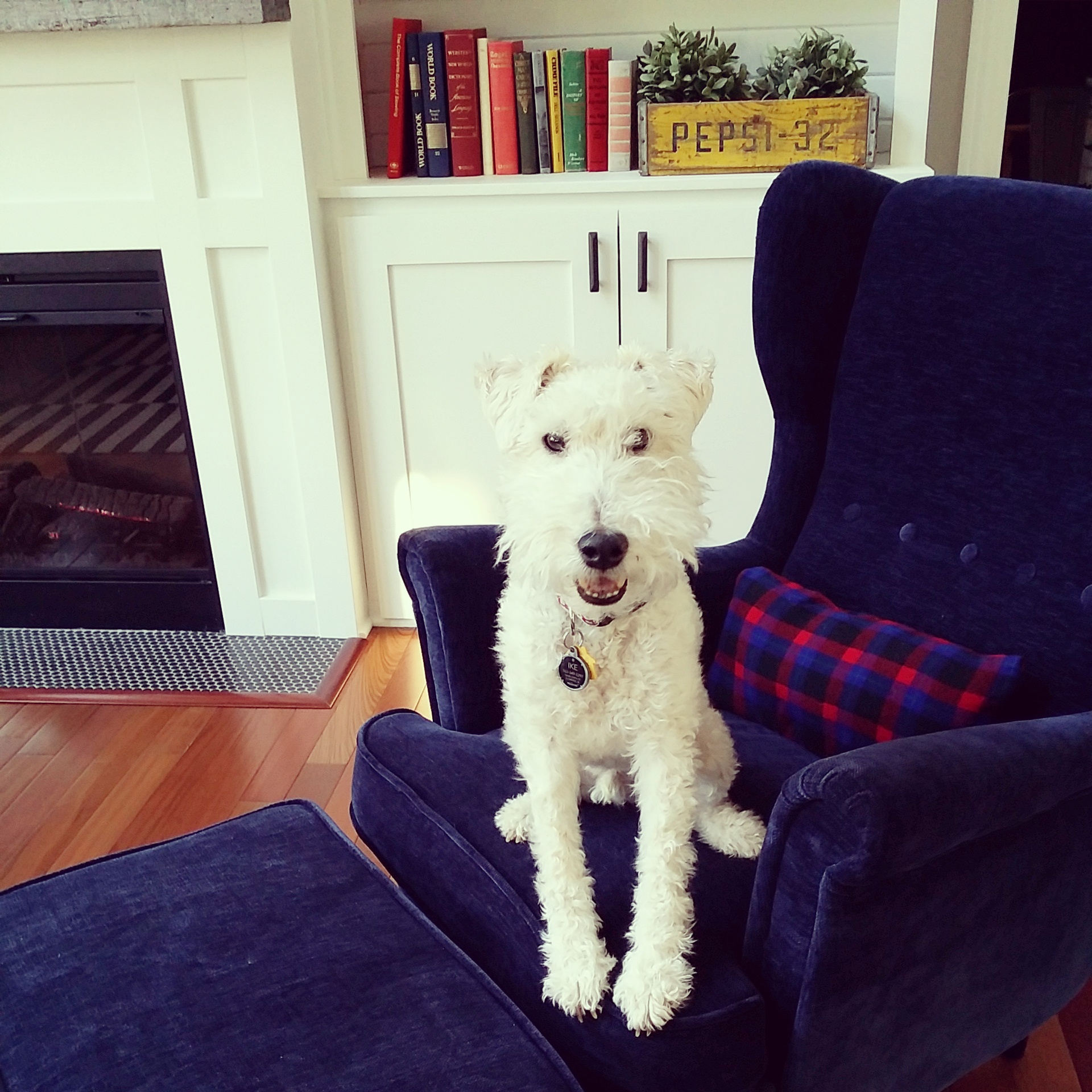 Life With a Wire Fox Terrier