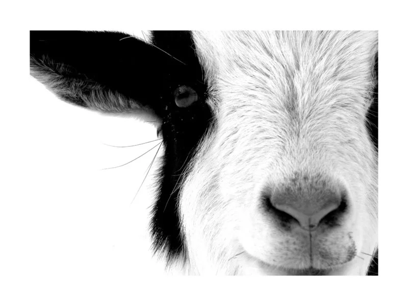 Curing the Winter Blahs with Minted Art