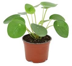 pilea.jpg