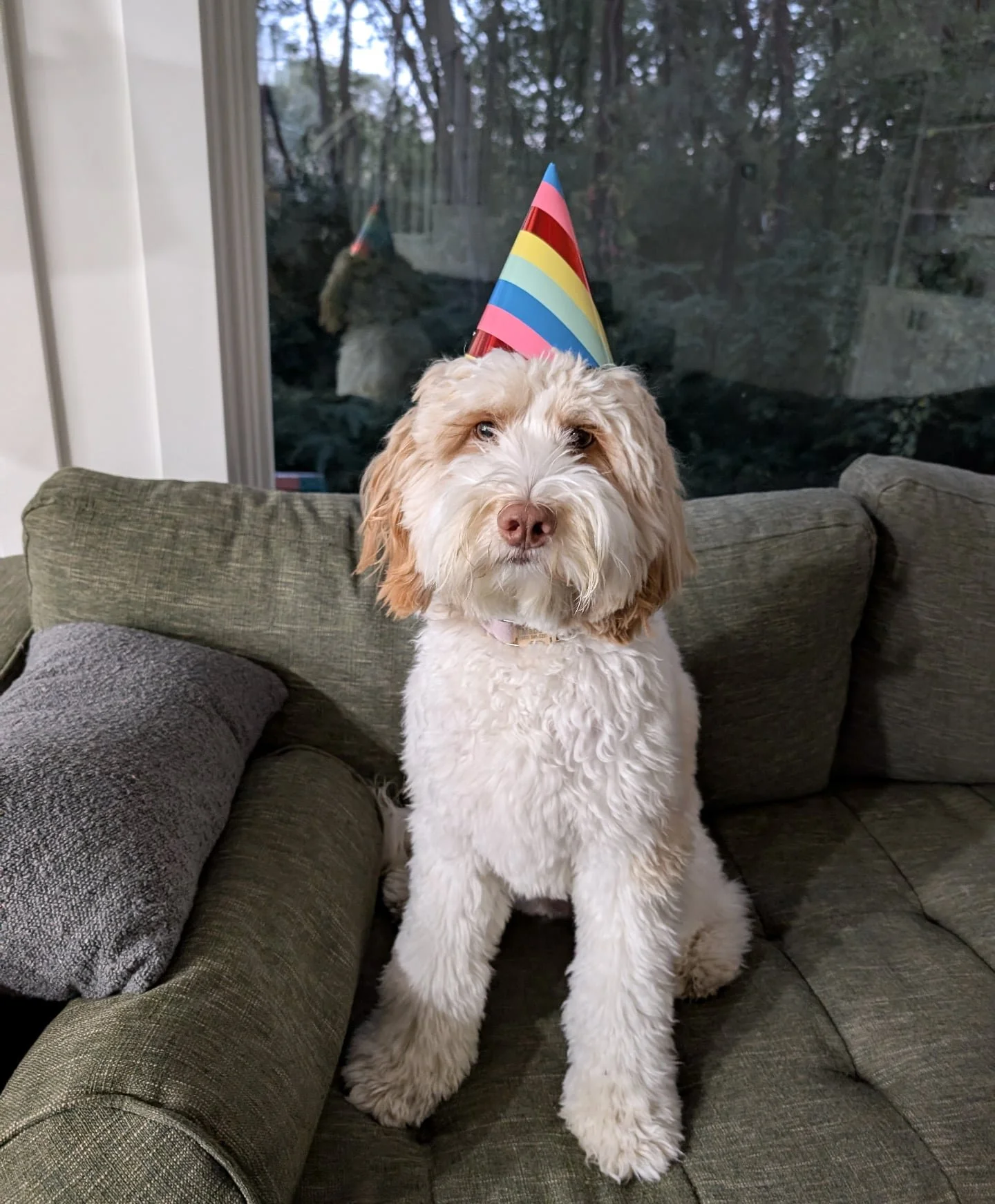 Happy 1st birthday to Mabel! 🥳

This dog is a goof. She's equal parts crazy &amp; lazy. We all love her to pieces!