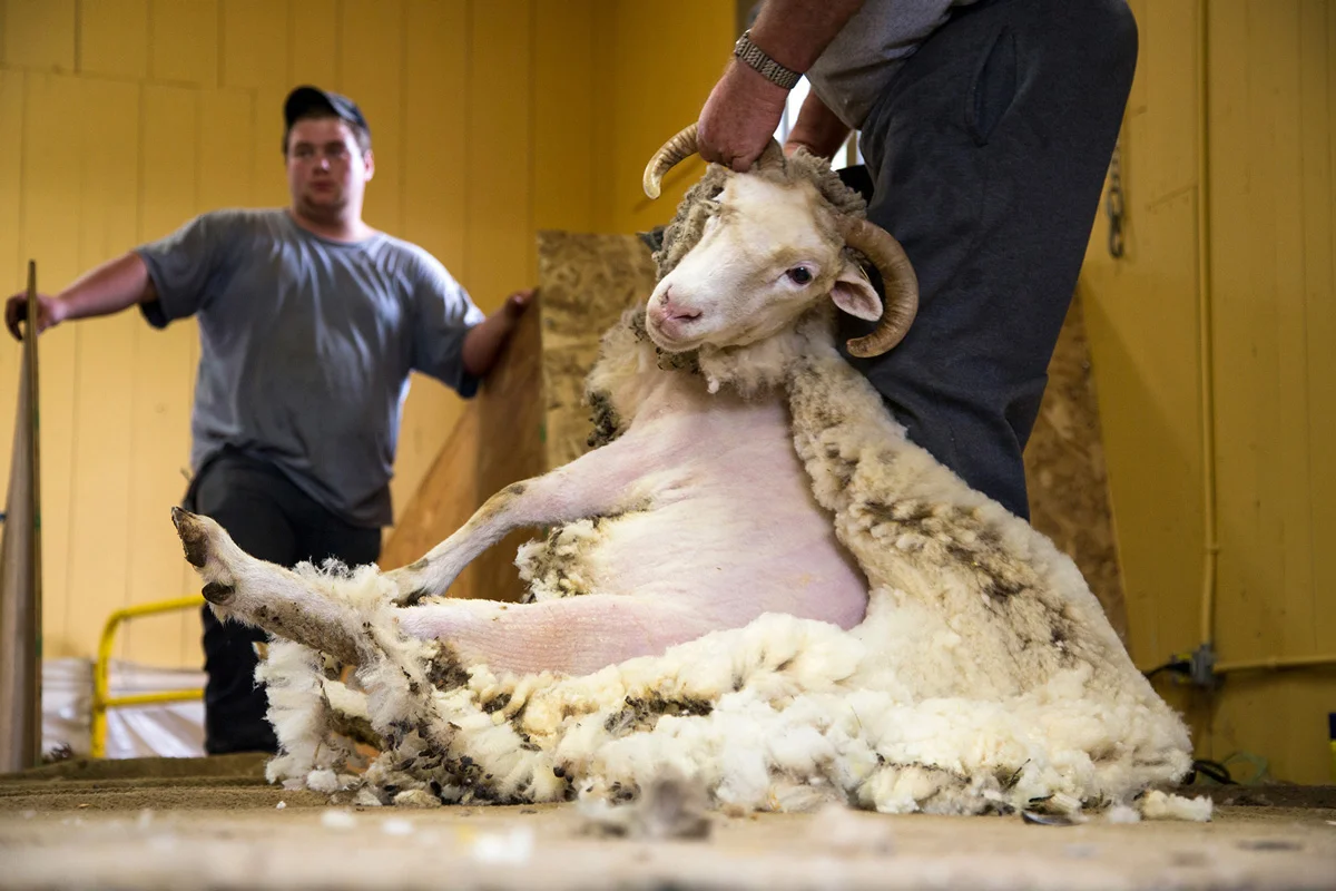 OTTAWA, ON. MAY 19, 2013 -- Professional shearer Ross Creighton clips Pearl the sheep's fleece during a demonstration at Canada's Agriculture Museum during the annual Sheep Shearing Festival on Sunday, May 19, 2013. (Leslie Schachter/Ottawa Citizen)