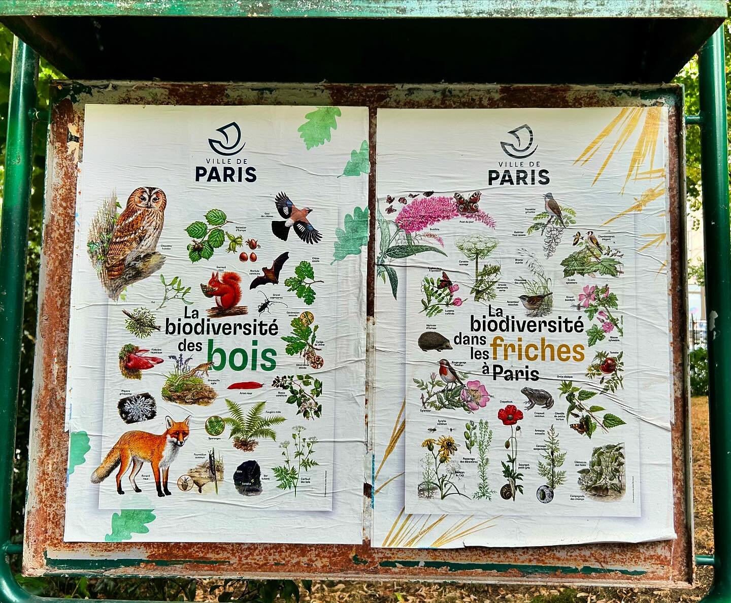 Vive la biodiversit&eacute; de Paris! 🦊🌸🦉🌿🦇🌺🐿️🌾🦆🦔🐌🦋🐸🪻🦖