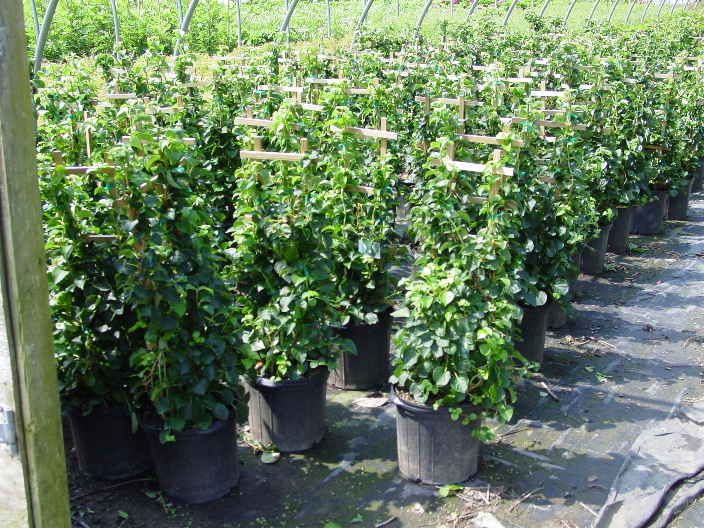 climbing hydrangea 5gal.jpg