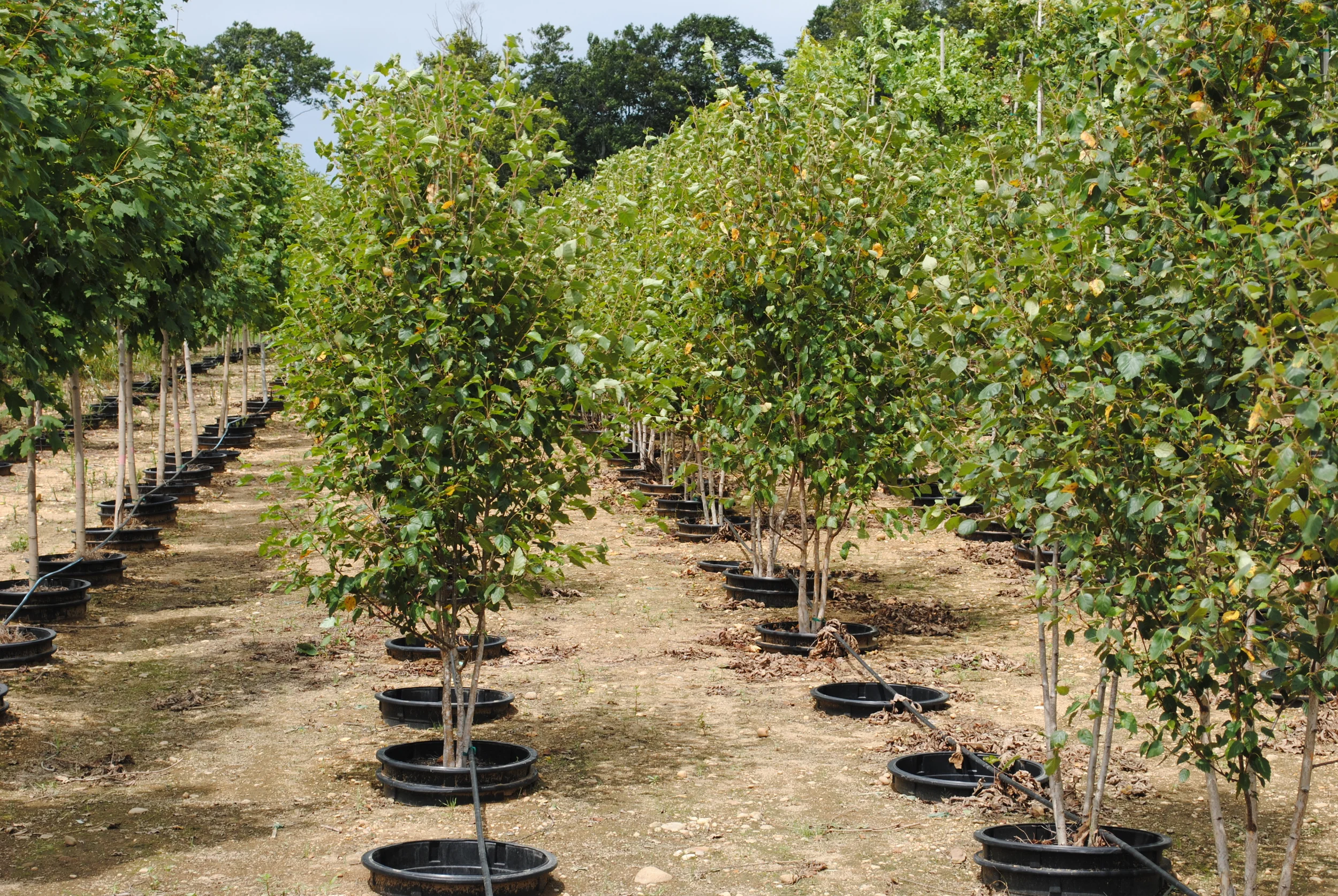 Betula jacquemonti clump 20g.JPG