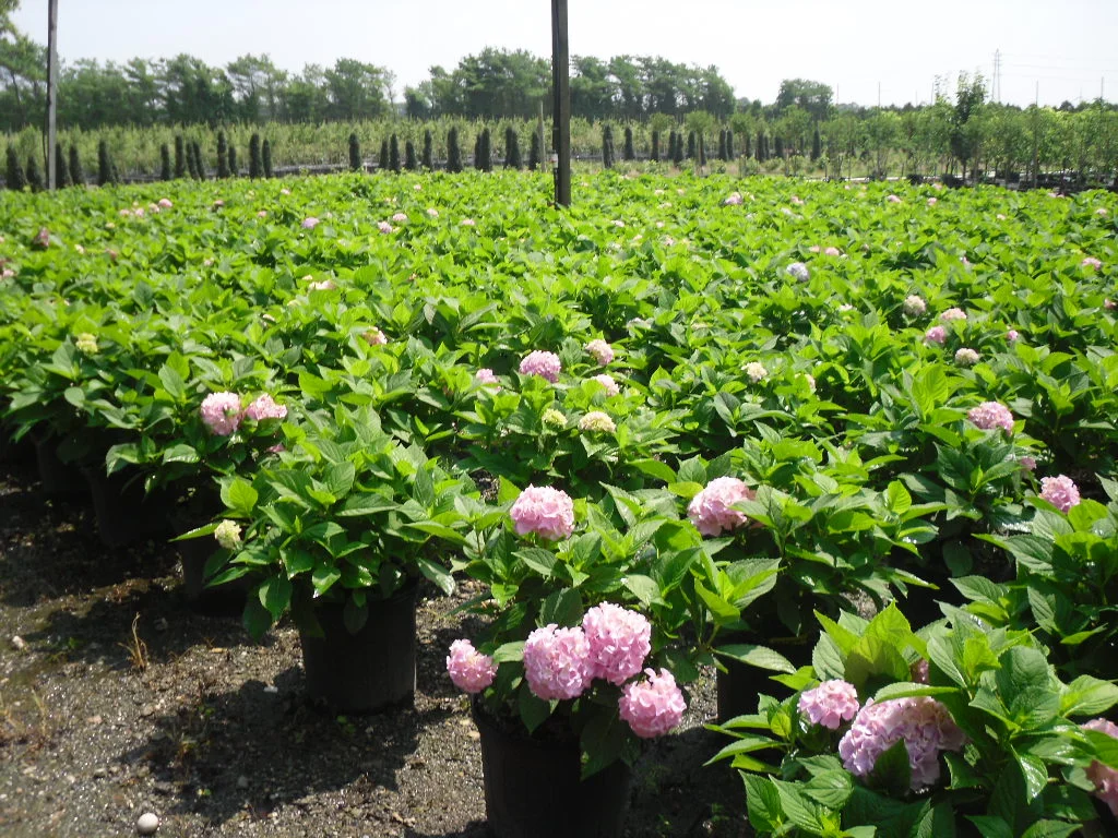 nursery photos 041.jpg