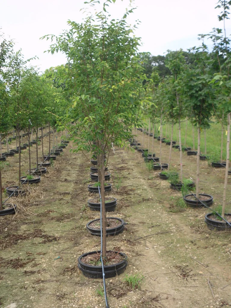 nursery photos 062.jpg