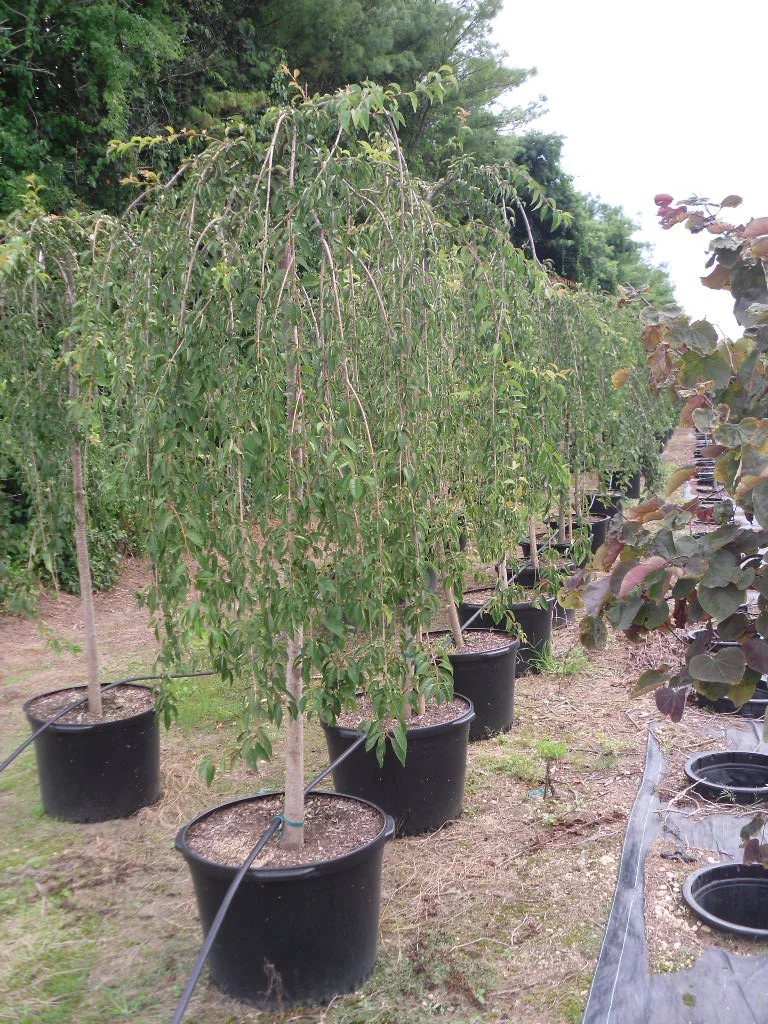 nursery photos 067.jpg