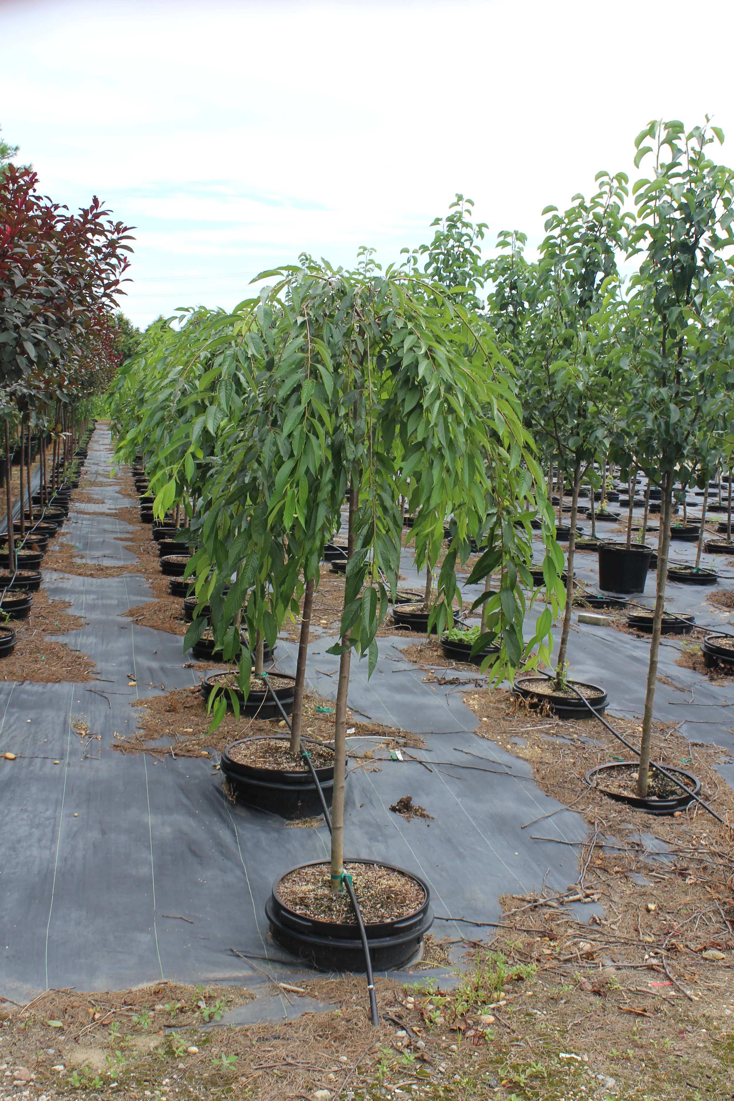 nursery photos 066.jpg