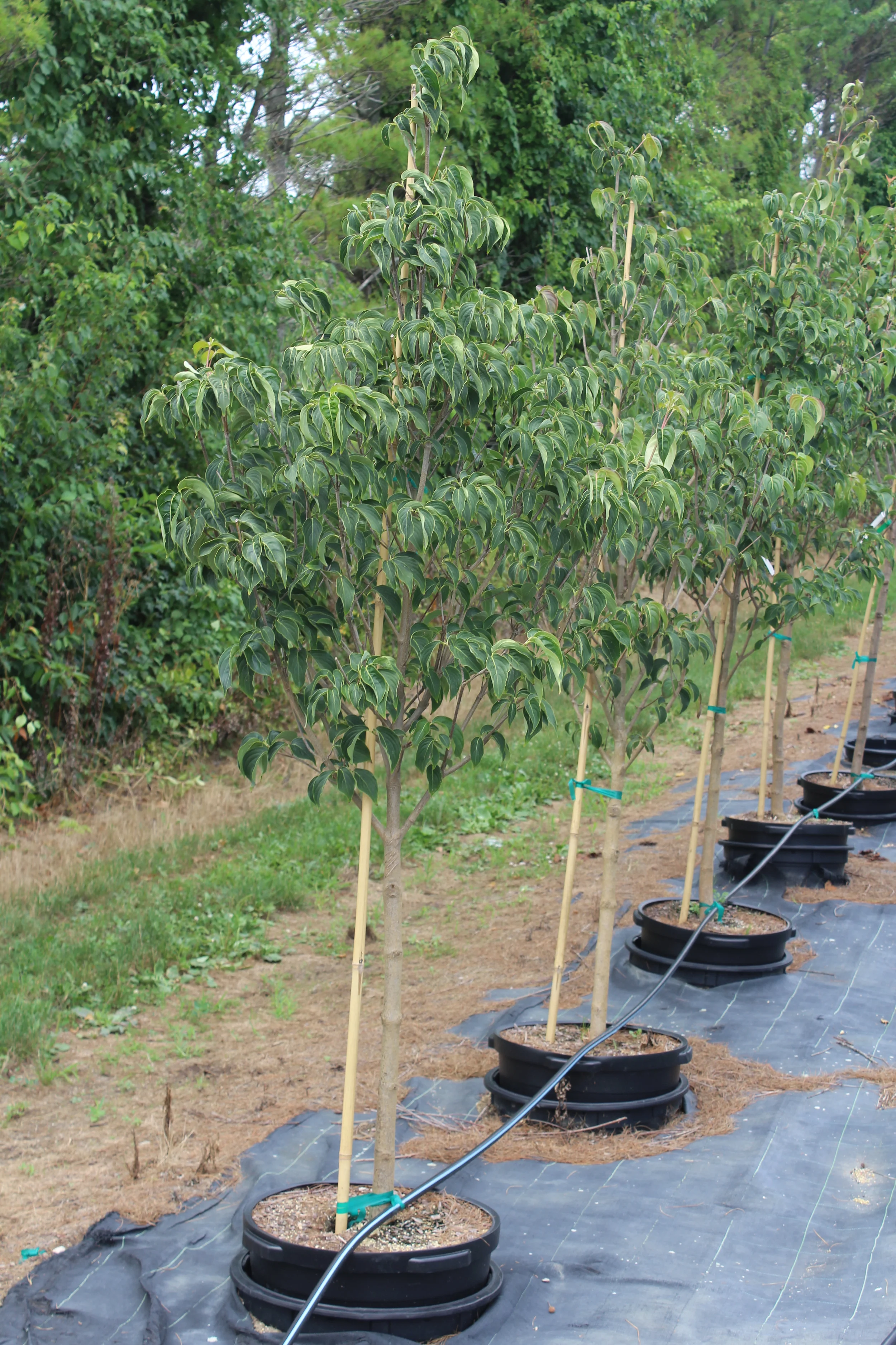 nursery photos 076.jpg