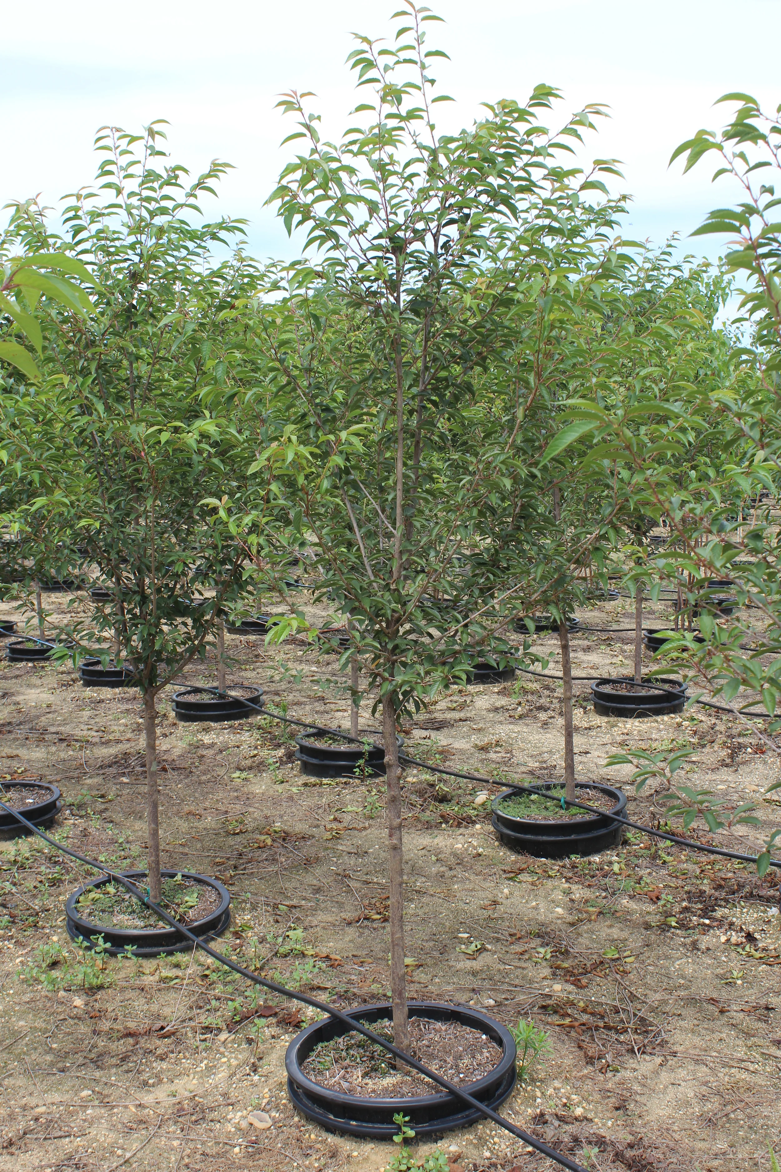 nursery photos 107.jpg