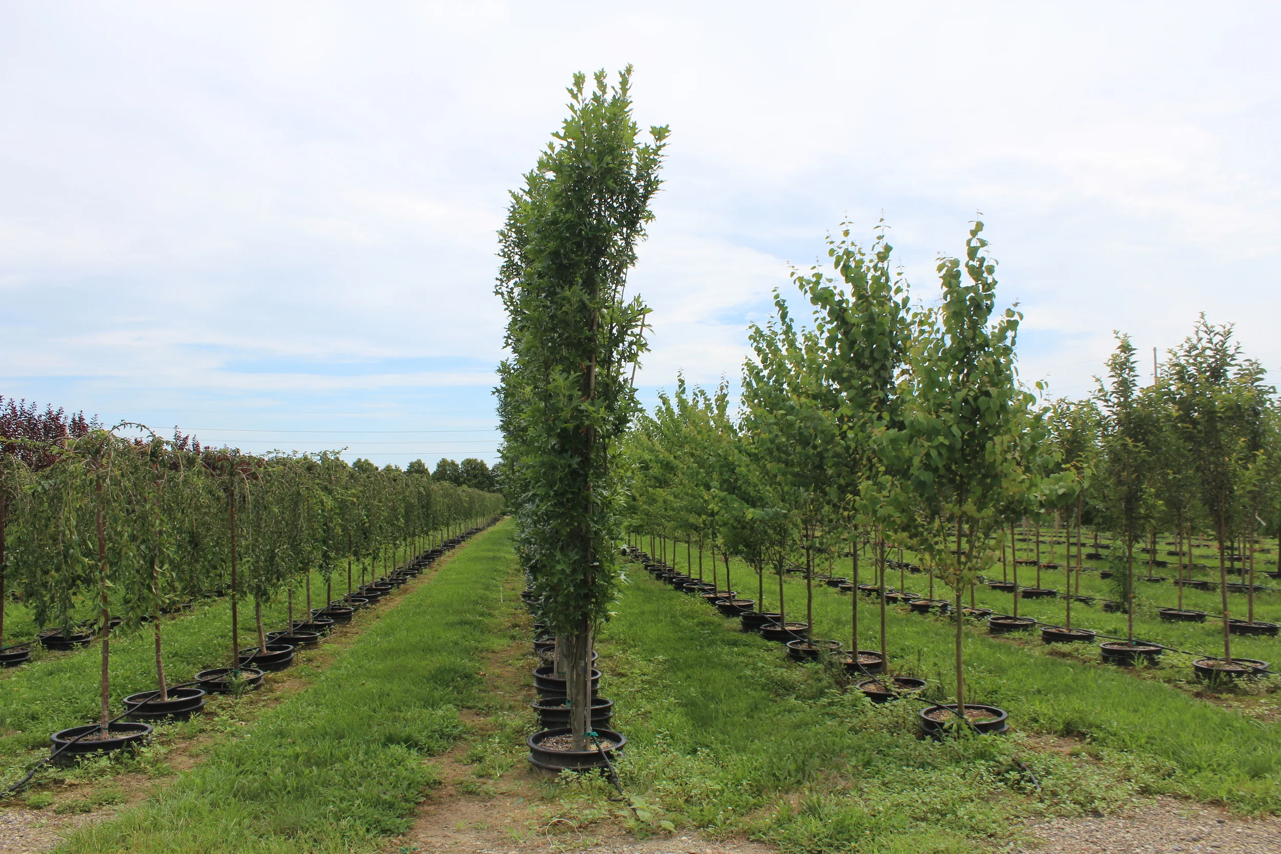 nursery photos 121.jpg