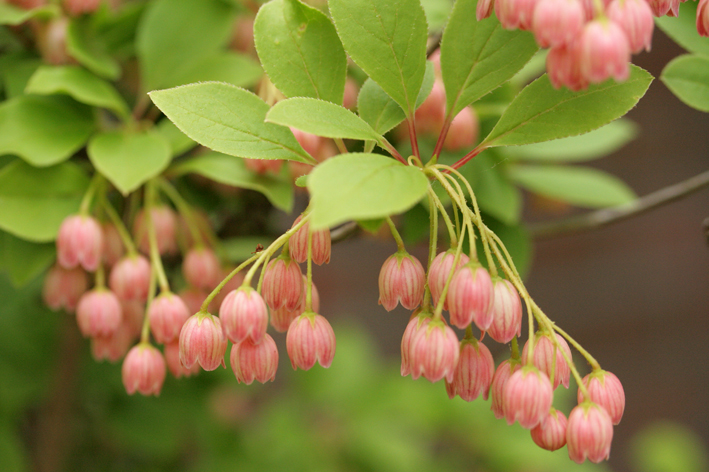 Enkianthus campanulatus (Red Viened Enkianthus)