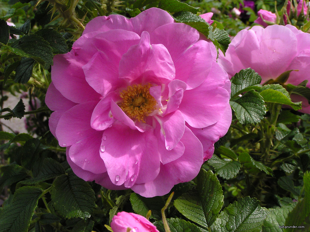Rosa rugosa (Rugosa Rose)