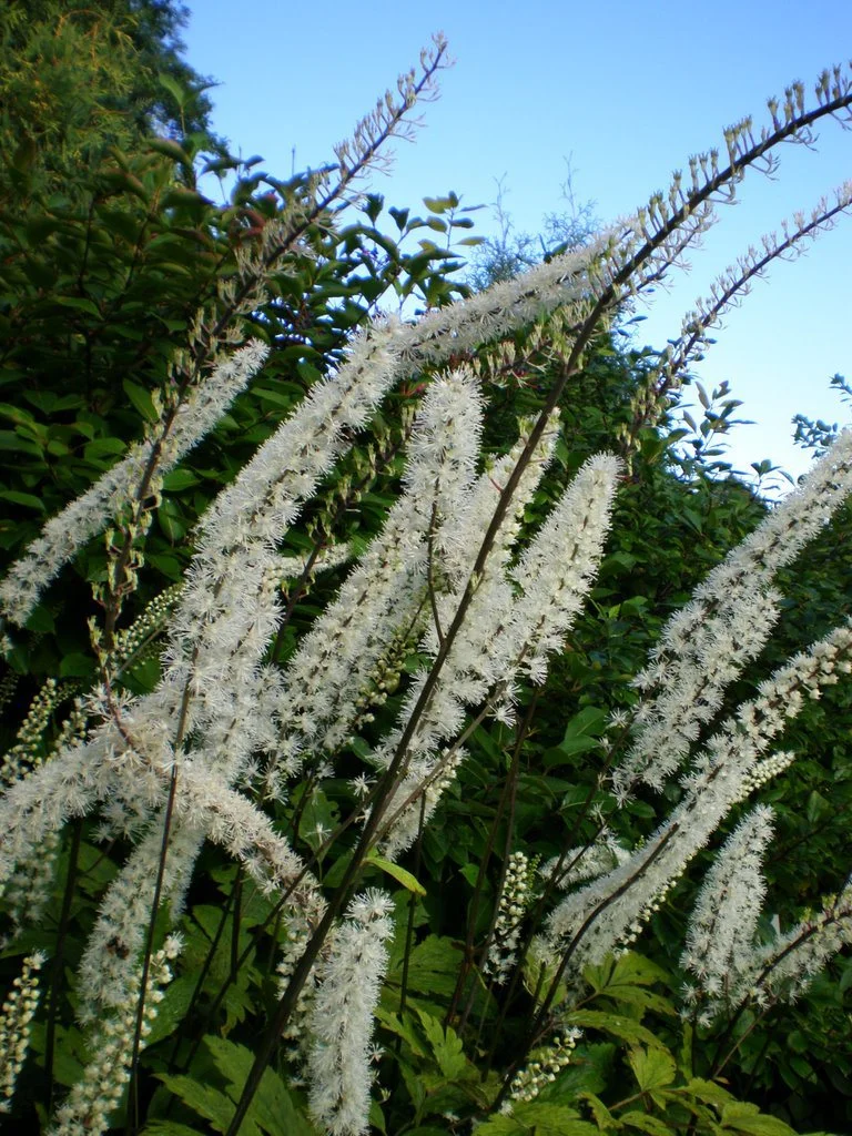 Cimicifuga racemosa (Snake Root)
