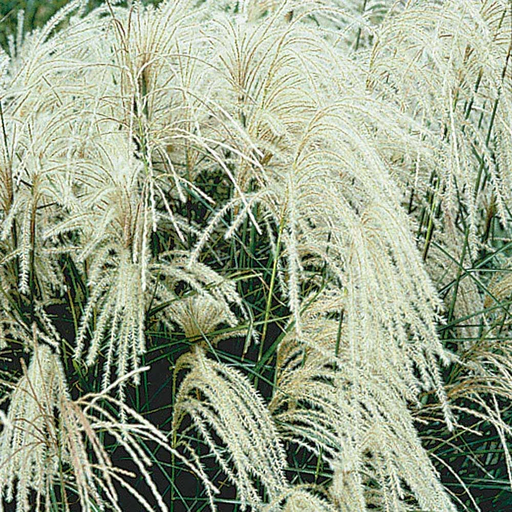 Miscanthus sinensis (Maiden Grass)
