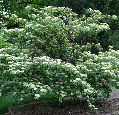Cornus alternifolia