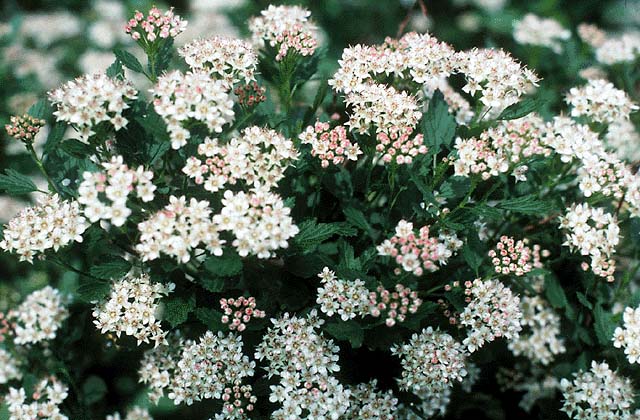 Physocarpus opulifolius