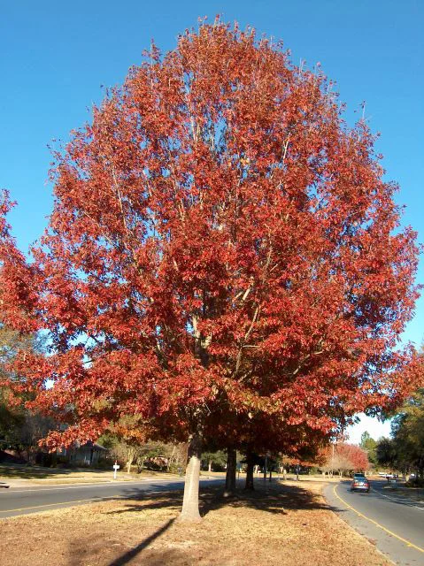 Quercus rubra