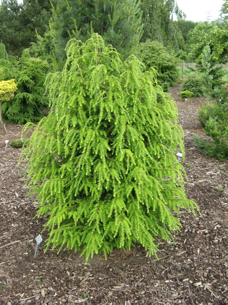 Tsuga canadensis