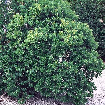 Myrica pensylvanica
