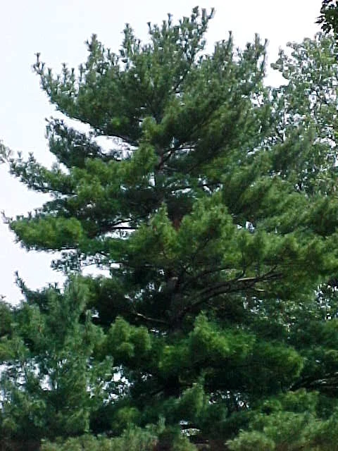 Pinus strobus