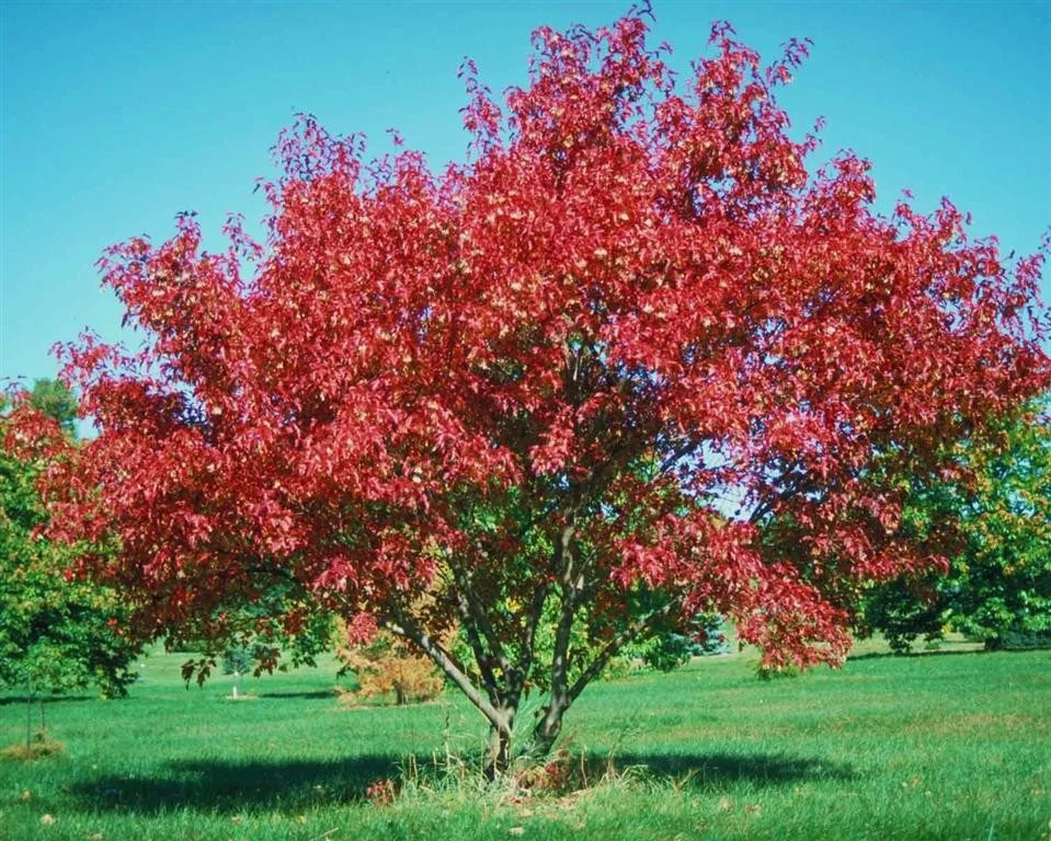 Acer ginnala