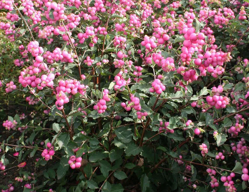 Symphoricarpos