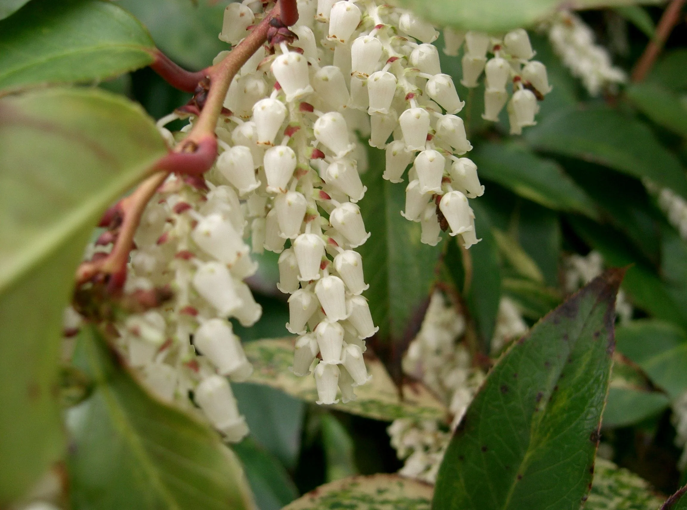 Leucothoe catesbaei