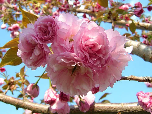 Kwanzan Cherry