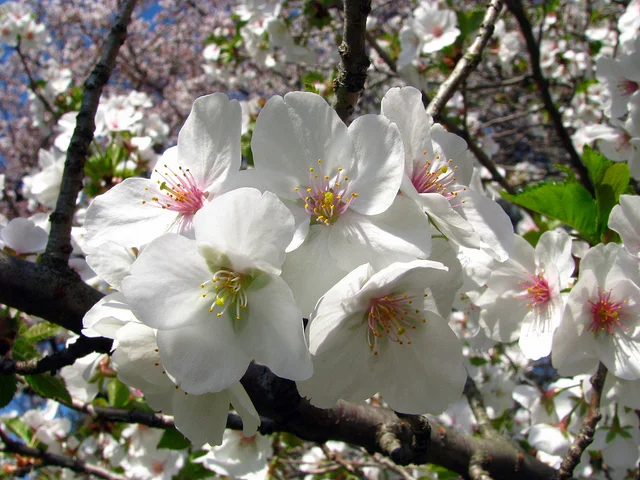 Snow Goose Cherry
