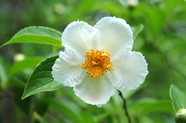 Stewartia pseudocamellia