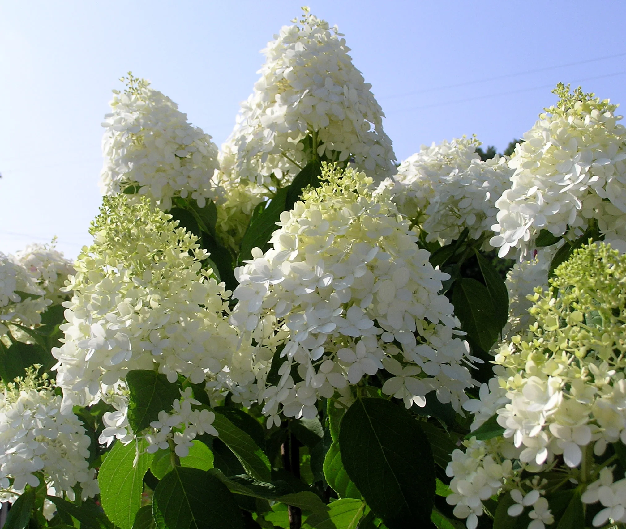 Hydrangea Limelight Tree