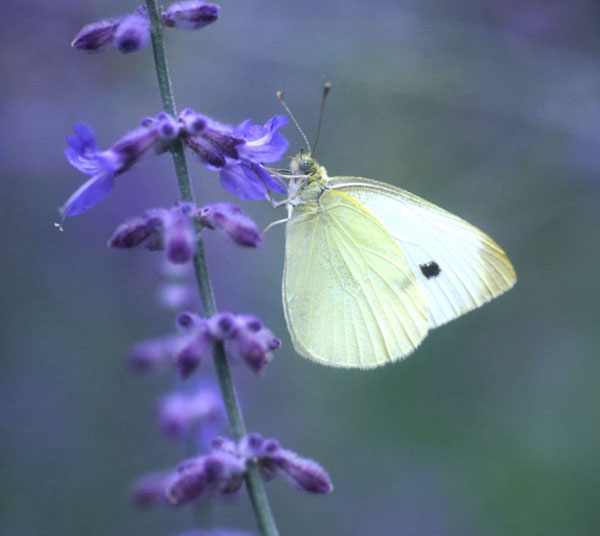 Cabbage White Butterfly
