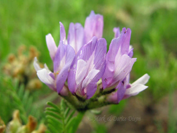Milkvetch