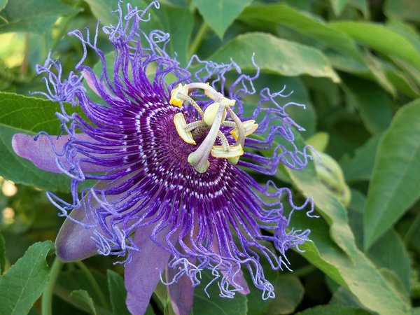 Maypop
