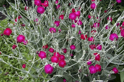 Lychnis