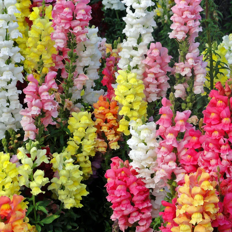 Snapdragon