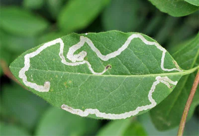 Leafminer