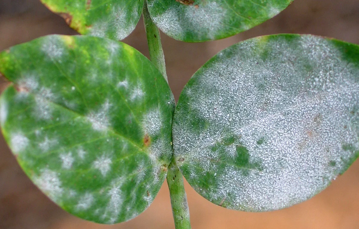 Powdery Mildew