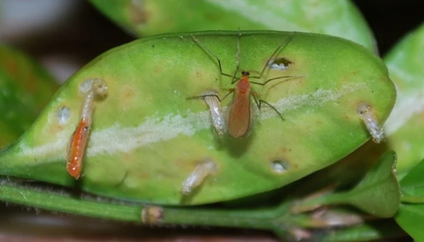 Boxwood psyllid