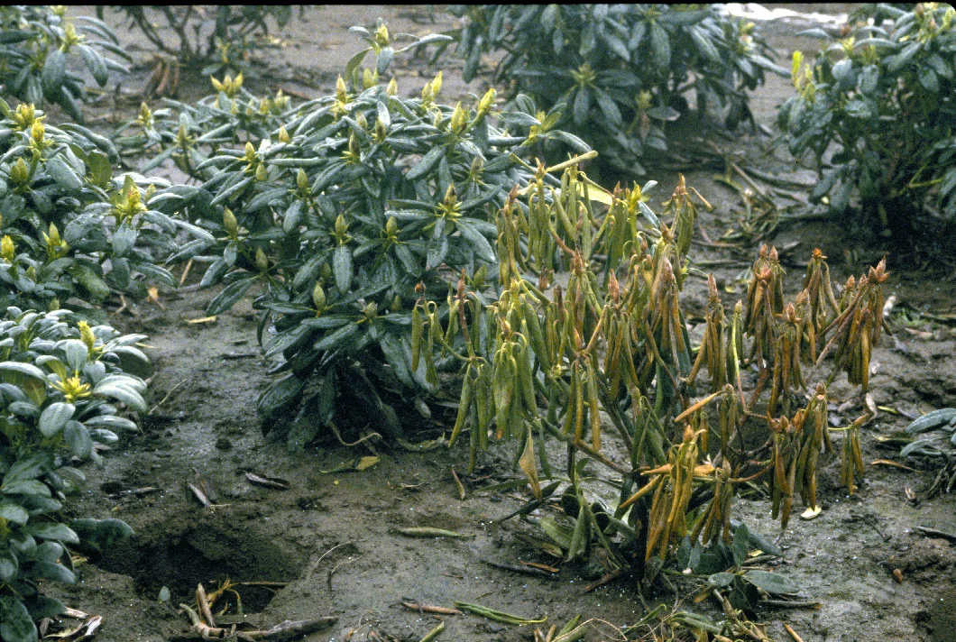 Phytophthora Root Rot