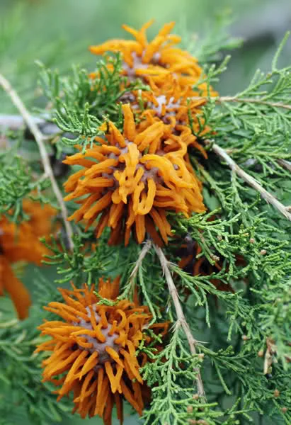 Cedar Apple Rust